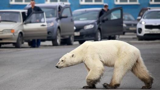 Белая медведица преодолела более 500 км в поисках корма - lemurov.net - Норильск