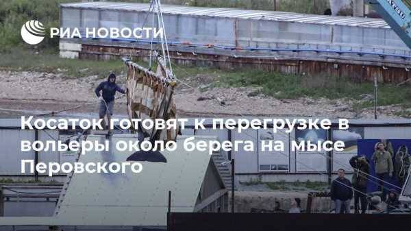 Косаток готовят к перегрузке в вольеры около берега на мысе Перовского - vestirossii.com - Хабаровский край - Приморье край - Хабаровск