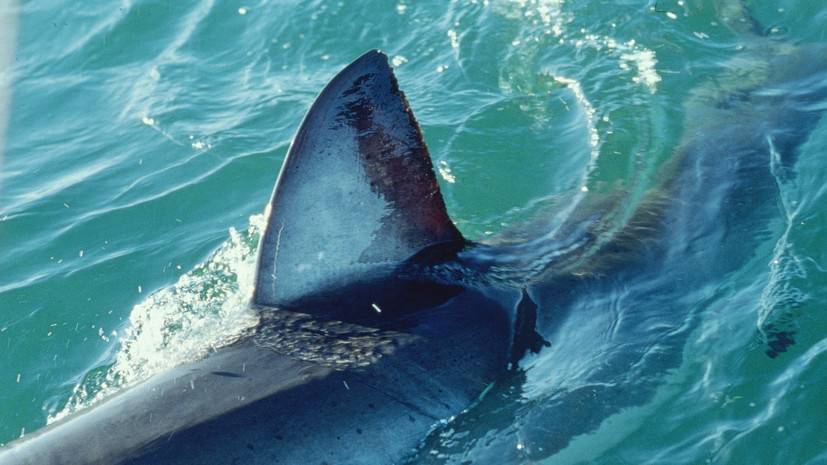 На Багамах девушка погибла после нападения трёх акул - russian.rt.com - Австралия - Багамы - Острова