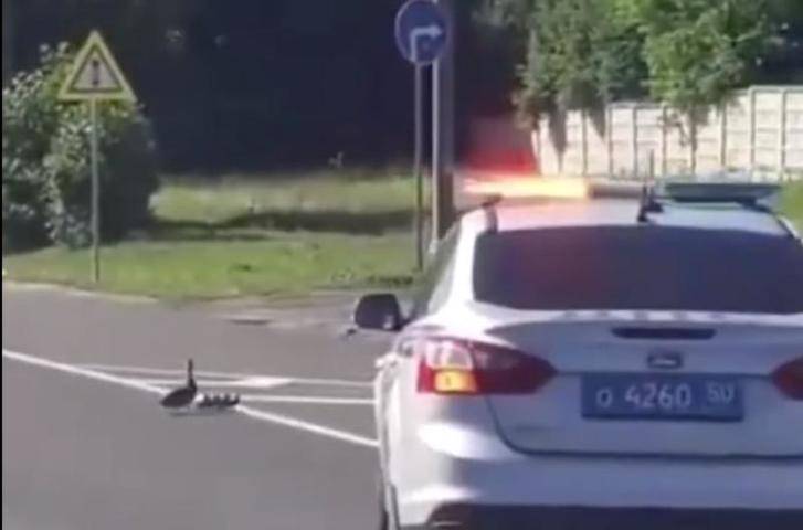 Полиция в Подмосковье остановила дорожное движение ради утки с птенцами - vm.ru - Солнечногорск