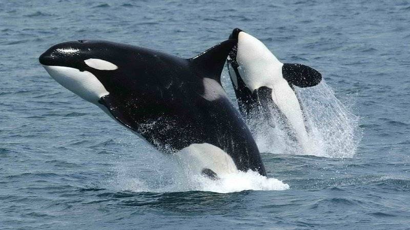 Первую группу морских животных выпустили из «китовой тюрьмы» - polit.info - Россия - Приморье край - Новости - Приморье