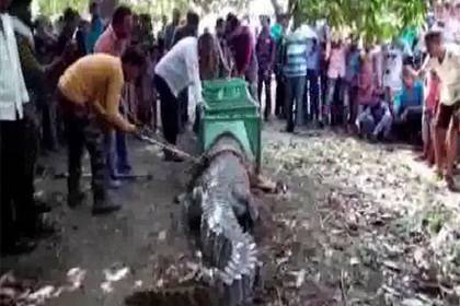 Приползшему в храм гигантскому крокодилу стали поклоняться десятки людей - lenta.ru - India - штат Гуджарат