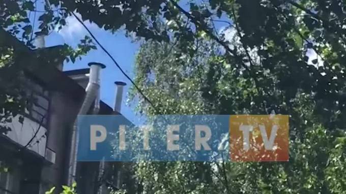 В Колпино ветка тополя повисла над детской площадкой - piter.tv - Санкт-Петербург - Колпино