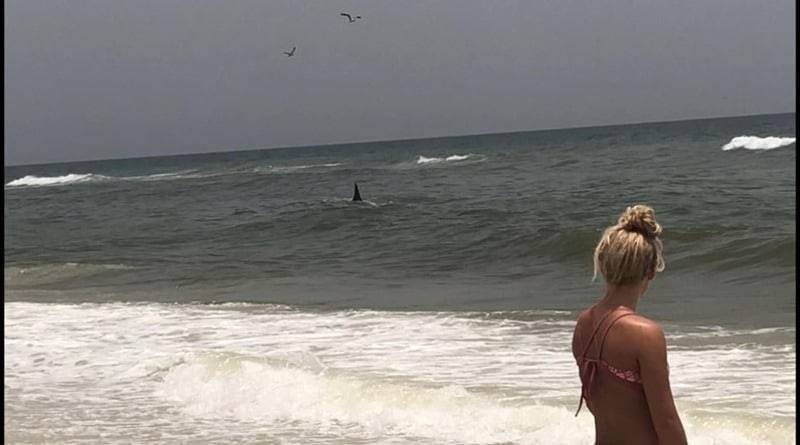 Четырехметровая акула-молот замечена на пляже Флориды, в паре метров от берега (видео) - usa.one - шт.Флорида - шт.Нью-Джерси - Панама