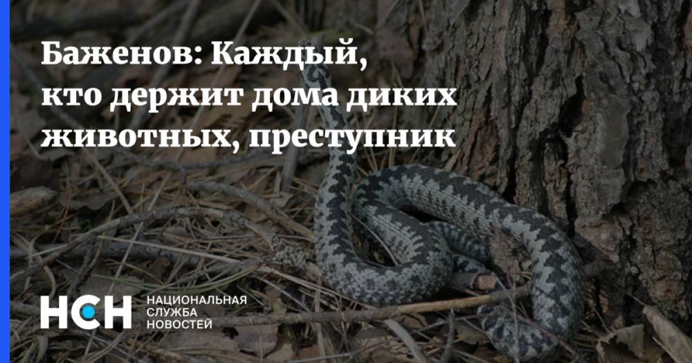 Дмитрий Медведев - Тимофей Баженов - Баженов: Каждый, кто держит дома диких животных, преступник - nsn.fm