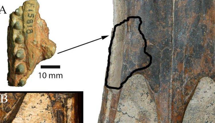 Найдены останки охотившегося на динозавров крокодила - newtvnews.ru - Австралия - Китай - провинция Цзянсу