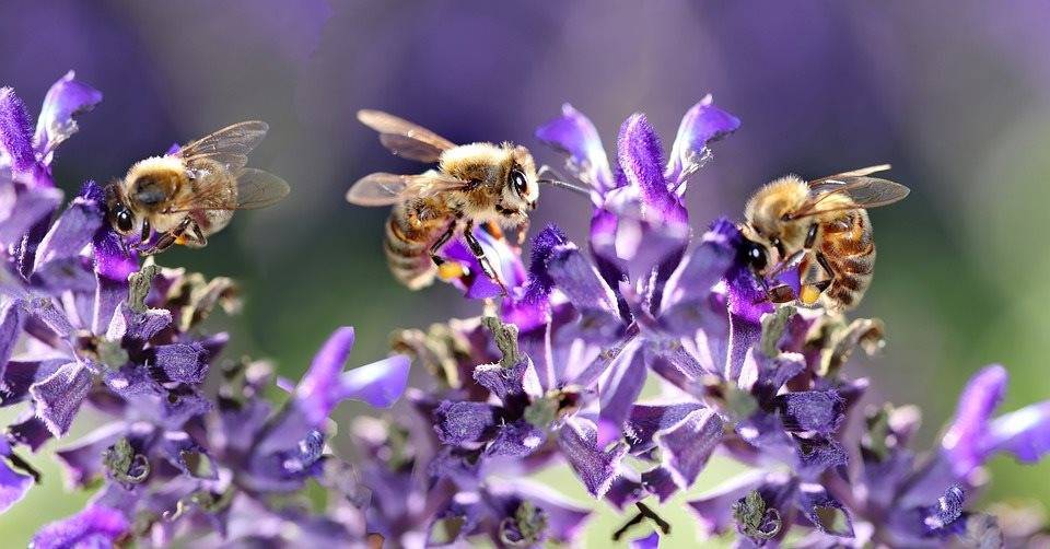 В Ульяновской области отравились пчелы. Эксперты установили причину - ulpravda.ru - Павловск