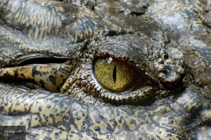 Древние родственники крокодилов были вегетарианцами - newinform.com - Юта
