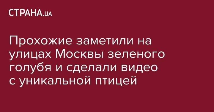 Прохожие заметили на улицах Москвы зеленого голубя и сделали видео с уникальной птицей - strana.ua - Москва - Запорожье