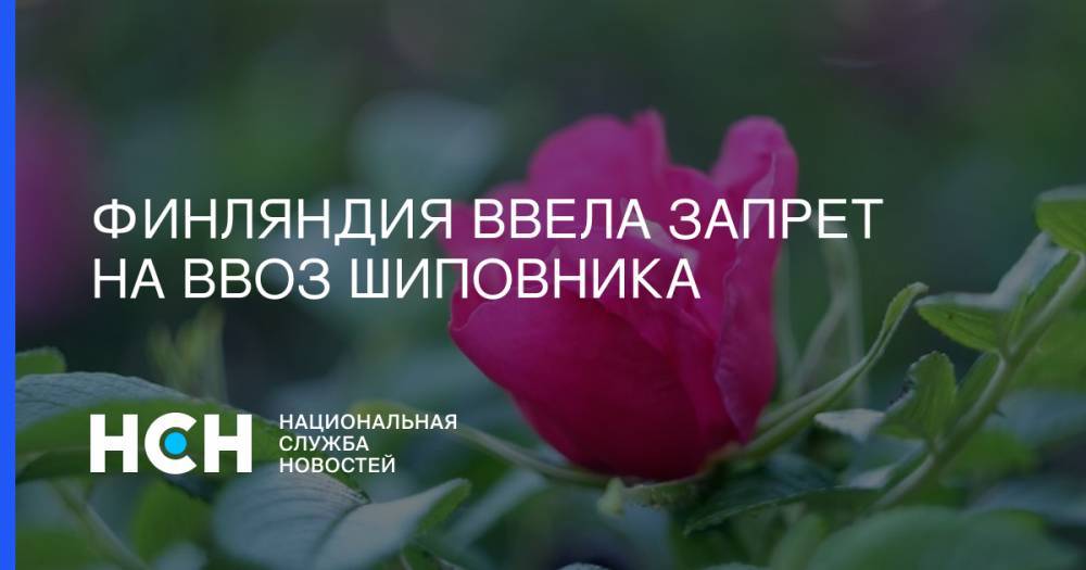 Павел Грудинин - Финляндия ввела запрет на ввоз шиповника - nsn.fm - Финляндия