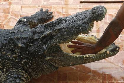 Мужчина искупался в неположенном месте и погиб в пасти крокодила - lenta.ru - Индия
