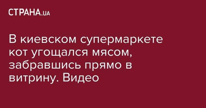 В киевском супермаркете кот угощался мясом, забравшись прямо в витрину. Видео - strana.ua - Киев - Печерск