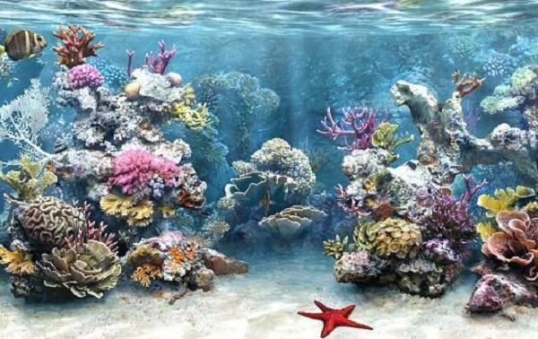 Коралловые рифы экватора более устойчивы к изменениям климата - ecosever.ru - шт.Флорида
