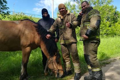 Российские пожарные вернули итальянской туристке коня - lenta.ru - Россия - Польша - Монголия
