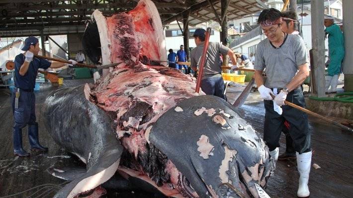 Япония возобновила коммерческий лов китов впервые за 30 лет - polit.info - Австралия - Япония - Новая Зеландия