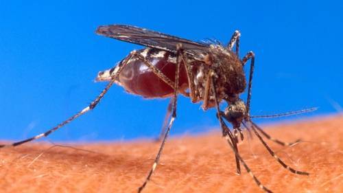 Как комары находят своих жертв для нападения - cursorinfo.co.il - Голландия