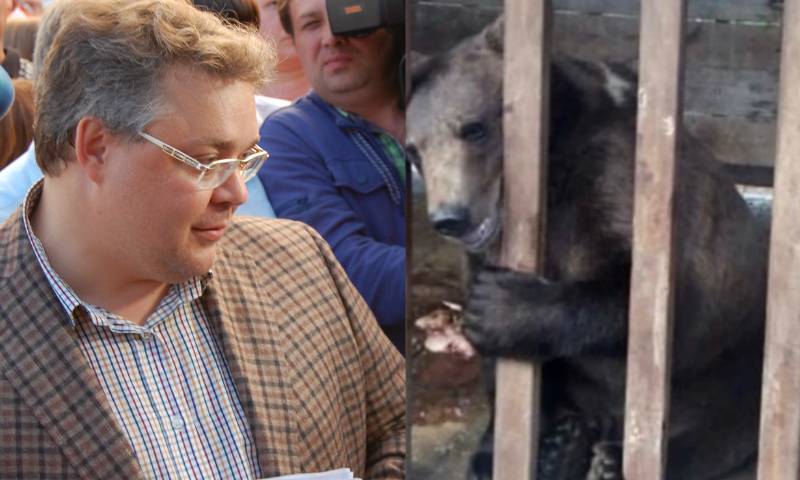 Владимир Владимиров - Ставропольскому губернатору указали на «труп» медвежонка на старте избирательной кампании - bloknot.ru - Ставрополье - Пятигорск