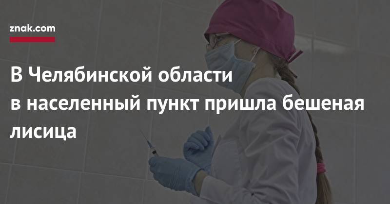 В&nbsp;Челябинской области в&nbsp;населенный пункт пришла бешеная лисица - znak.com - Челябинская обл. - район Кунашакский