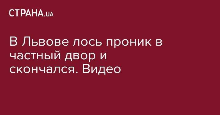 В Львове лось проник в частный двор и скончался. Видео - strana.ua - Киев - Львов