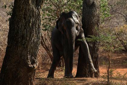 Дикие слоны догнали спортсменов и побили хоботом - lenta.ru - Thailand