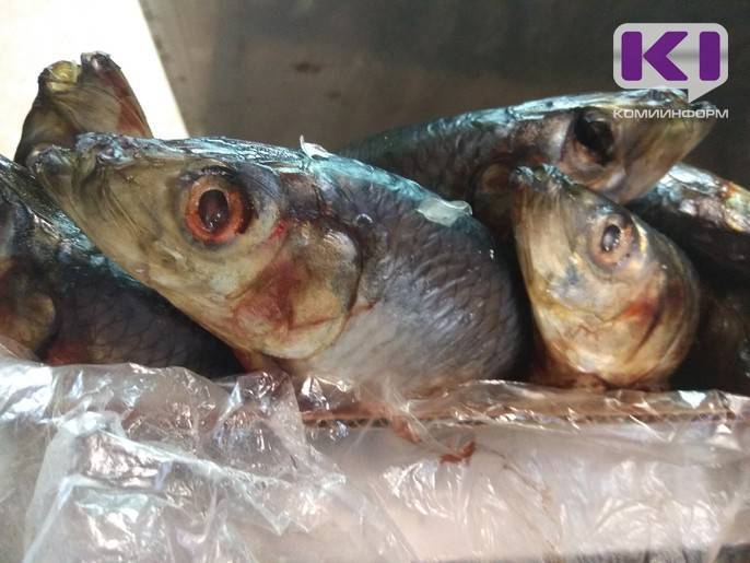 Полицейские Сыктывкара задержали мужчину, который украл со склада 2,5 тонн рыбы - komiinform.ru - Россия - Набережные Челны - Сыктывкар