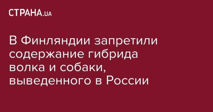 В Финляндии запретили содержание гибрида волка и собаки, выведенного в России - strana.ua - Пермь - Финляндия