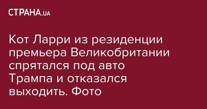 Дональд Трамп - Тереза Мэй - Кот Ларри из резиденции премьера Великобритании спрятался под авто Трампа и отказался выходить. Фото - strana.ua - США - Англия
