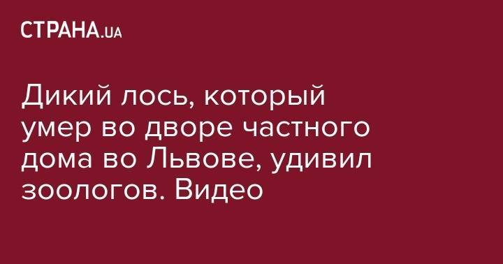 Дикий лось, который умер во дворе частного дома во Львове, удивил зоологов. Видео - strana.ua - Львов