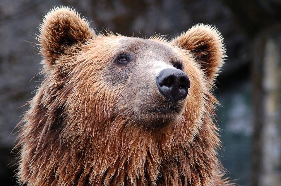Знаменитую медведицу Катю из колонии в Костанае отправили в зоопарк - nur.kz - Костанай - Петропавловск - Костанайская обл.