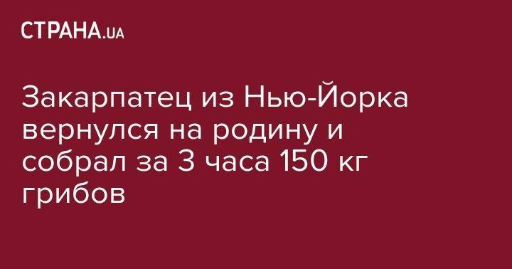 Закарпатец из Нью-Йорка вернулся на родину и собрал за 3 часа 150 кг грибов - strana.ua - Нью-Йорк - Нью-Йорк
