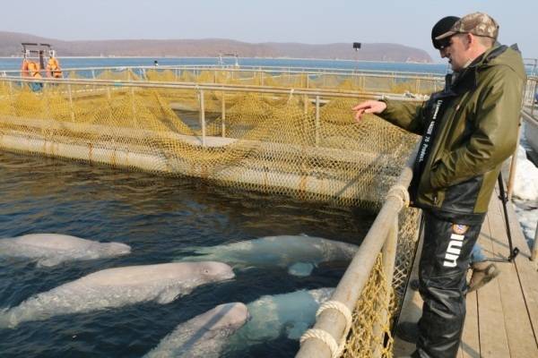 Суд во Владивостоке отложил рассмотрение дела против компании-отловщика косаток - govoritmoskva.ru - Приморье край