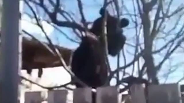 Видео: медведь уселся на дерево рядом с частным домом в Приморском крае - ren.tv - Приморье край - Дальнегорск