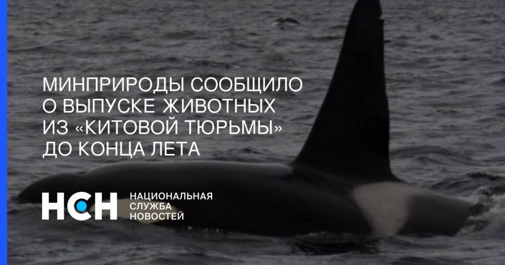 Дмитрий Кобылкин - Минприроды сообщило о выпуске животных из «китовой тюрьмы» до конца лета - nsn.fm - Россия - Приморье край