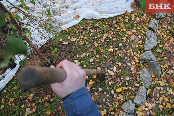 Марья Шумейко - В Коми будут высаживать столько же леса, сколько вырубается и гибнет - bnkomi.ru - респ. Коми