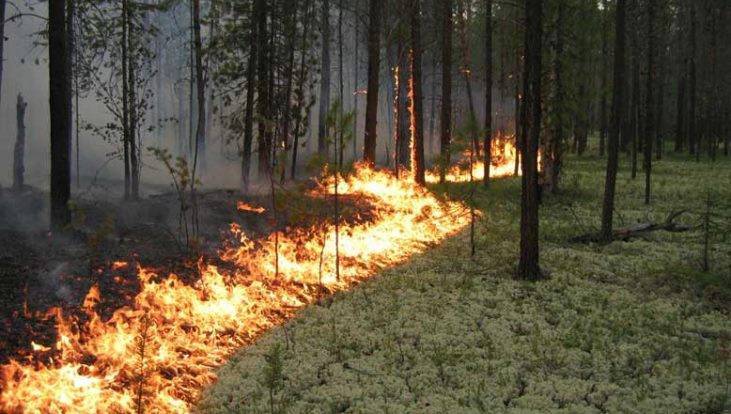 В Навлинском районе огнеборцы потушили лесной пожар за два часа - bragazeta.ru - Брянская обл. - населенный пункт Угрозы