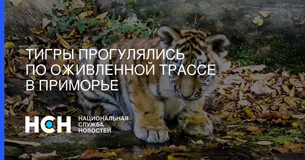 Тигры прогулялись по оживленной трассе в Приморье - nsn.fm - Приморье край - Владивосток