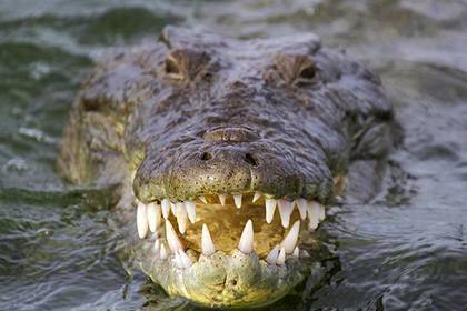 Крокодил-убийца утащил под воду мужчину и загрыз его - lenta.ru - Соломоновы Острова
