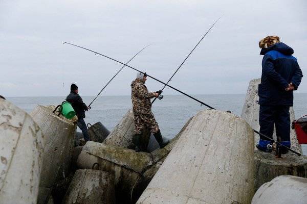 Эксперт: треска в Балтийском море превращается в «зомби-фиш» - newkaliningrad.ru - Балтийское Море - Экология