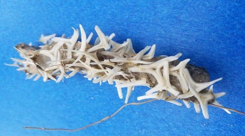 К берегу США прибило загадочное червеподобное существо с шипами из костей, которое озадачило даже экспертов - usa.one - США - шт.Северная Каролина