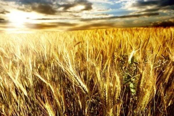 Продуктовое эмбарго: в России много плохой пшеницы и мало мяса - moneytimes.ru - Норвегия - Россия - США - Канада