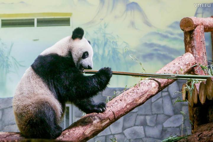 Светлана Акулова - Московский зоопарк введет специальный график посещения панд Жуи и Диндин - vm.ru - Москва - Китай