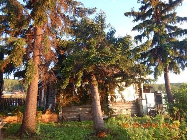 Александр Ковалев - В Башкирии из-за сильного ветра дерево упало на частный дом - gorobzor.ru - Башкирия - район Белорецкий