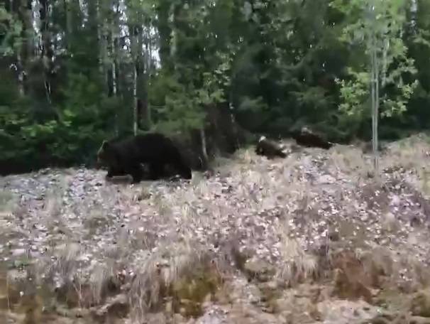 На трассе под Ухтой семья с детьми встретила медведицу с медвежатами - komiinform.ru - респ. Коми - Сыктывкар