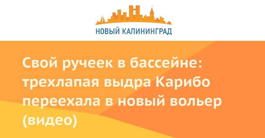 Свой ручеек в бассейне: трехлапая выдра Карибо переехала в новый вольер (видео) - newkaliningrad.ru