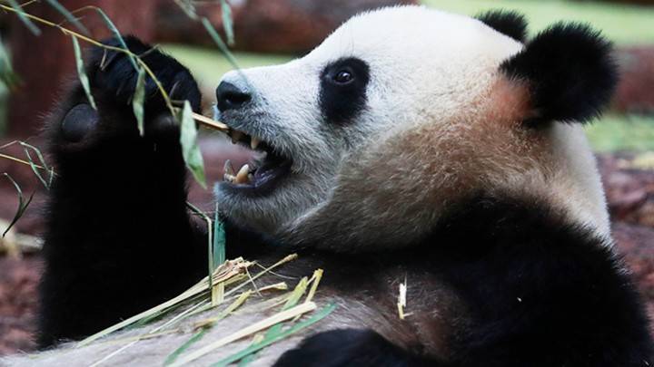 Си Цзиньпин - «Золотой» подарок: Кому Китай дарил панд и… сколько стоит их кормить - pravdoryb.info - Москва - Россия - Китай