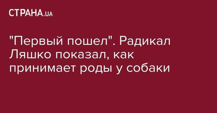 Игорь Мосийчук - Олег Ляшко - "Первый пошел". Радикал Ляшко показал, как принимает роды у собаки - strana.ua - Киев