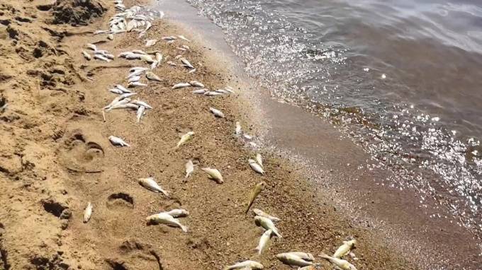 В Финском заливе массово гибнет рыба - piter.tv - Санкт-Петербург - Петербург