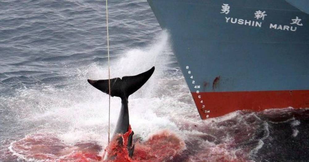 Александр Агафонов - Япония возобновляет китобойный промысел. Некоторые из видов относятся к редким - theins.ru - Норвегия - Россия - США - Токио - Япония - Исландия