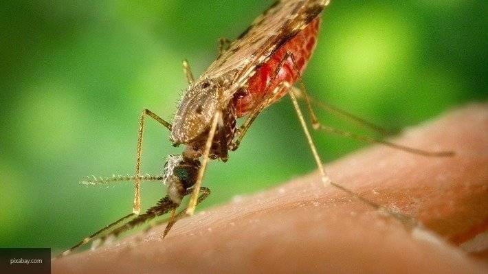 Для борьбы с малярийными комарами ученые планируют использовать аналог ботокса - newinform.com