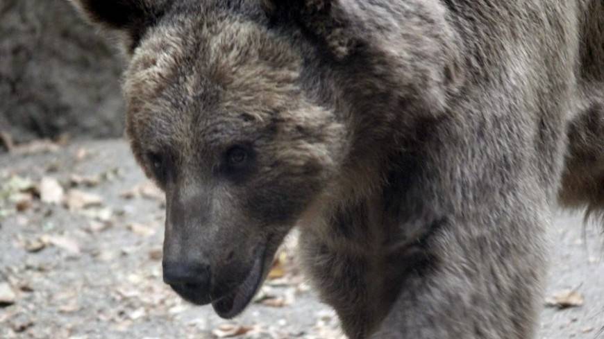В Югре медведицу вызволили из ловушки браконьеров - mir24.tv - Россия - Хабаровский край - Югра - р-н Советский